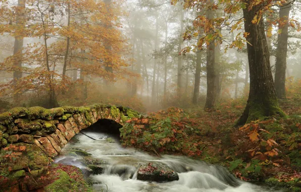 Осень, лес, деревья, речка, мостик, Испания, Наварра