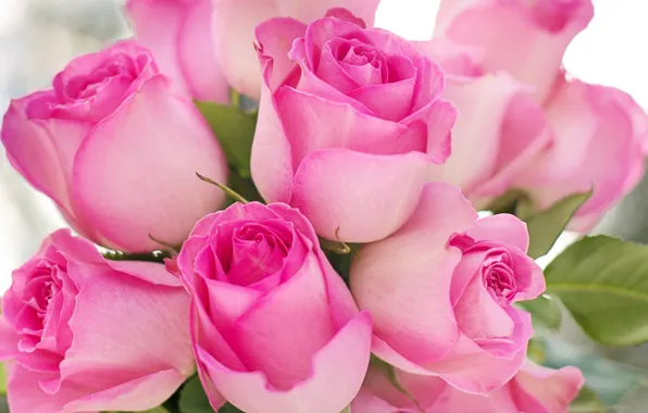 Картинка розы, букет, лепестки, бутоны