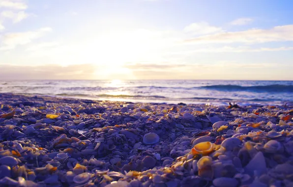 Картинка море, камни, ракушки