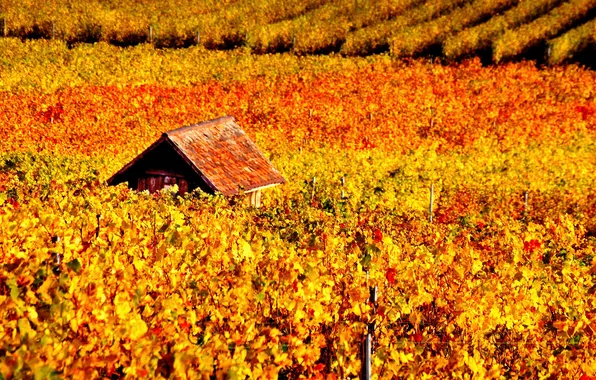 Картинка осень, виноградник, домик, лоза