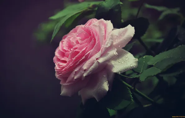 Нежность, красота, цветы, бутон, нежно, розы, роза, красивая