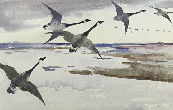 Птицы, рисунок, акварель, Канадская казарка, Frank Weston Benson