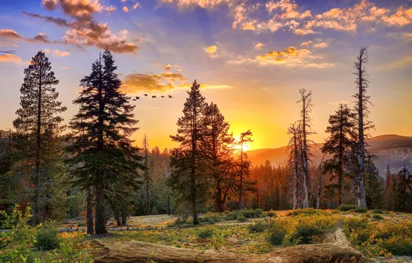 Картинка Калифорния, США, Yosemite National Park