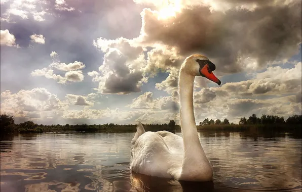 Небо, вода, облака, тучи, озеро, река, Лебедь, водоём