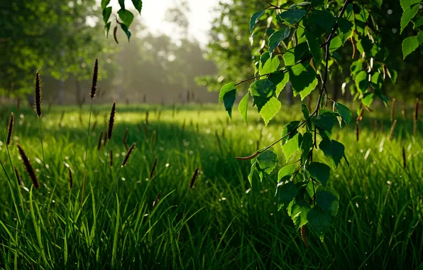 Трава, листья, ветки, обои, утро, wallpaper, grass, берёза