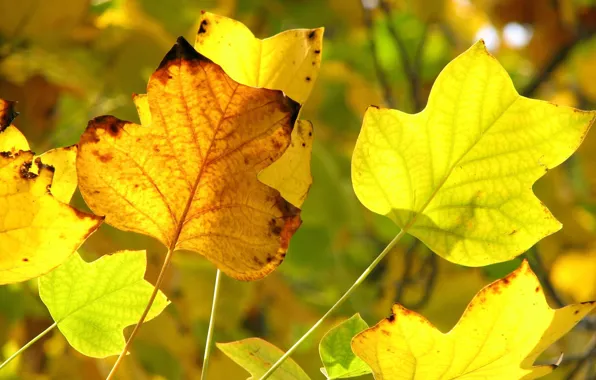 Осень, желтый, передний план, желтые листья