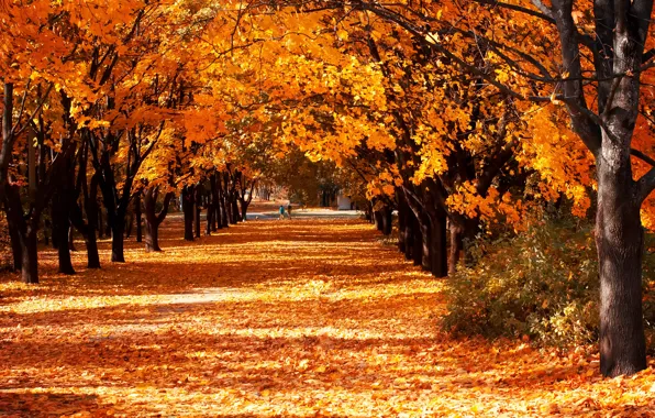 Осень, листья, деревья, парк, желтые, солнечно, аллея