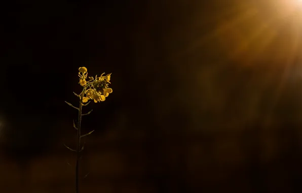 Свет, природа, рапс