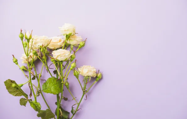 Картинка цветы, розы, букет, roses