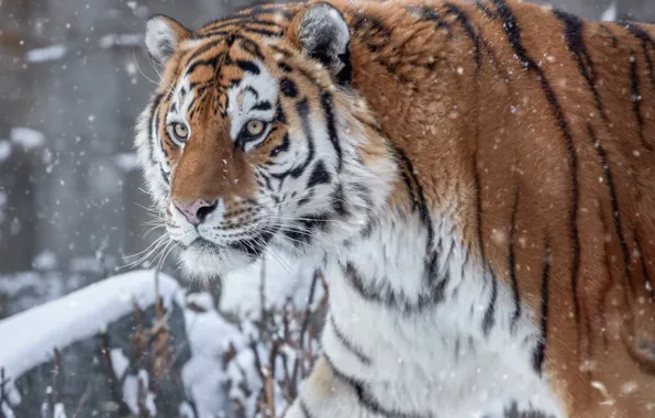 Картинка зима, взгляд, снег, вид, хищник, голова, Тигр