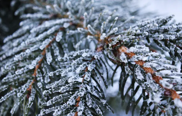 Картинка зима, снег, снежинки, ветки, ель, snow, Winter has come