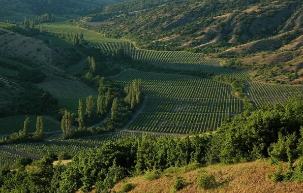 Природа, Nature, Крым, Crimea, Виноградники, Vineyards