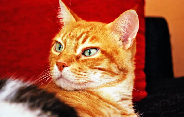 Картинка кошка, кот, взгляд, фон, рыжий