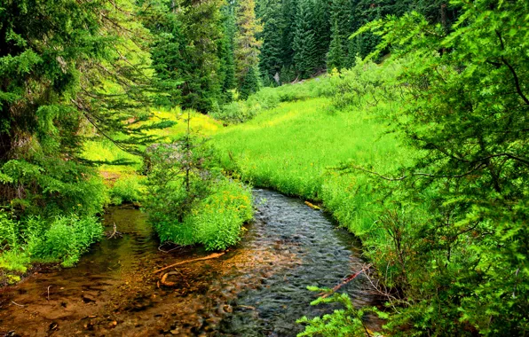 Зелень, лес, трава, деревья, ручей, США, Oregon, Crater Lake national Park