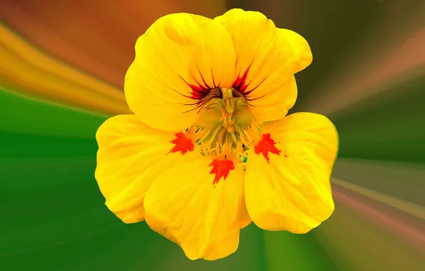 Цветы, природа, растение, лепестки