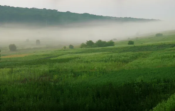 Картинка трава, деревья, природа, туман, обои, пейзажи, дым, леса