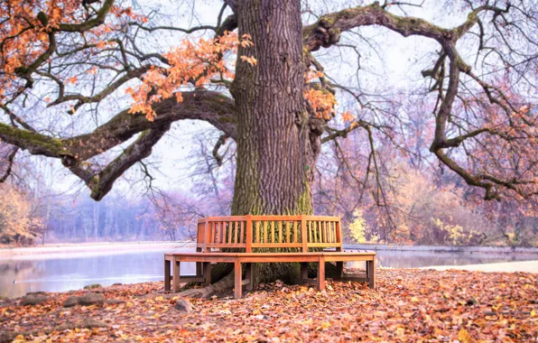 Картинка осень, природа, парк, скамья