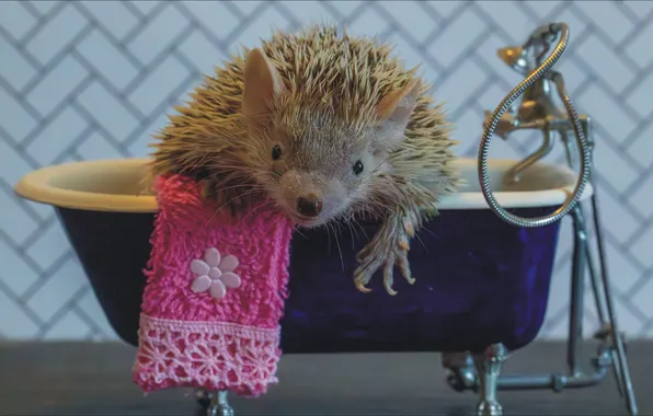 Relax, ванна, ART, oops, bath, animal, towel, hedgehog