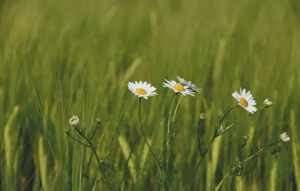 Зелень, Цветы, Растение, Ромашка, Растения, Flowers, Flora, Plants