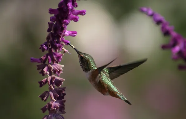 Цветы, нектар, колибри, полёт, красивая, птичка, крылышки, Humming bird