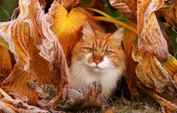 Осень, кошка, кот, взгляд, рыжий, мордашка, осенние листья