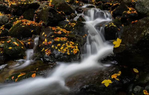 Осень, природа, камни, берег, листва, водопад, поток, желтые