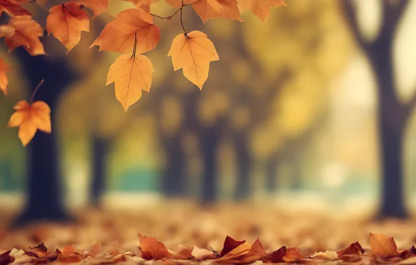 Картинка осень, листья, деревья, парк, colorful, park, autumn, leaves