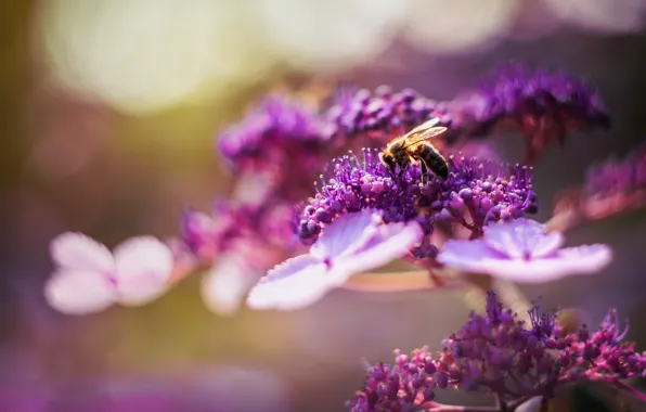 Картинка цветок, лето, пчела