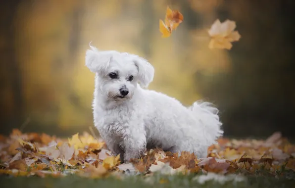 Картинка осень, природа, животное, листва, собака, болонка, пёс