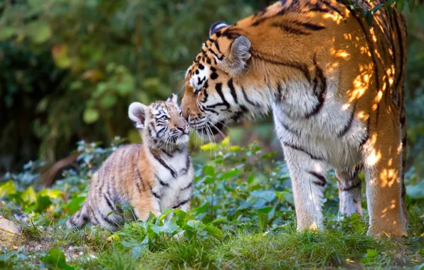 Картинка животные, природа, хищники, детёныш, тигры, тигрица, тигрёнок