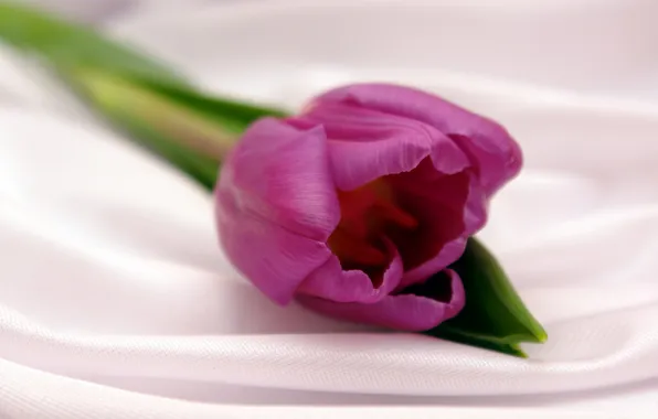 Картинка цветок, фиолетовый, цветы, тюльпан