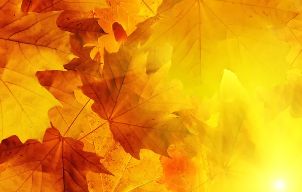 Картинка осень, листья, солнце, прожилки