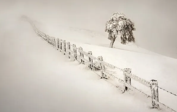 Снег, пейзаж, природа, дерево, забор