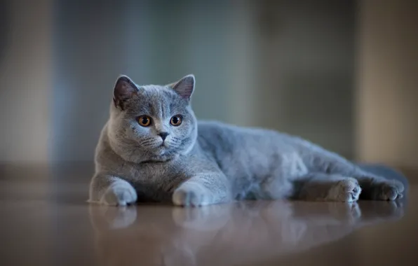 Картинка мордочка, серая, боке, котейка, Британская короткошёрстная кошка