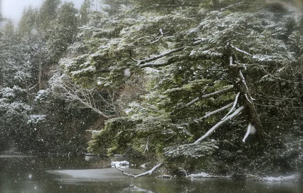 Картинка лес, озеро, снегопад