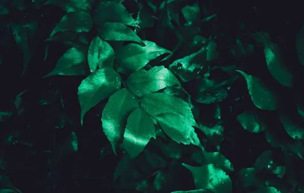 Зелень, листья, куст, растения