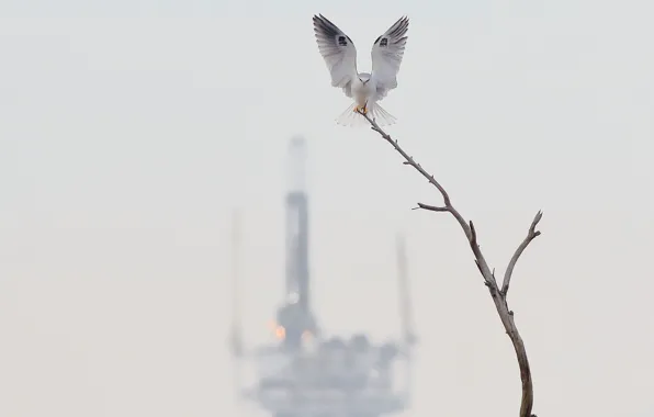 Ветки, фон, птица