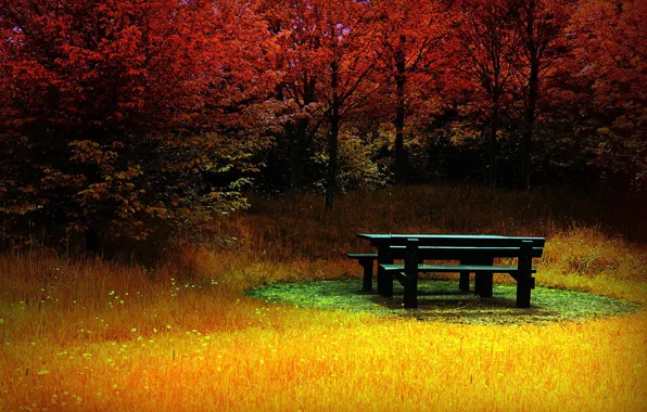 Картинка осень, лес, трава, скамейка, цвет
