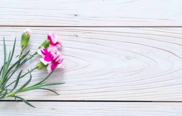 Цветы, розовые, wood, pink, гвоздика, flowers