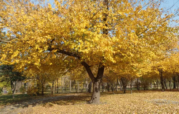 Осень, Деревья, Листья, Парк, Fall, Листва, Park, Autumn
