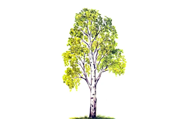 Листья, дерево, листва, рисунок, зеленые, белый фон, береза