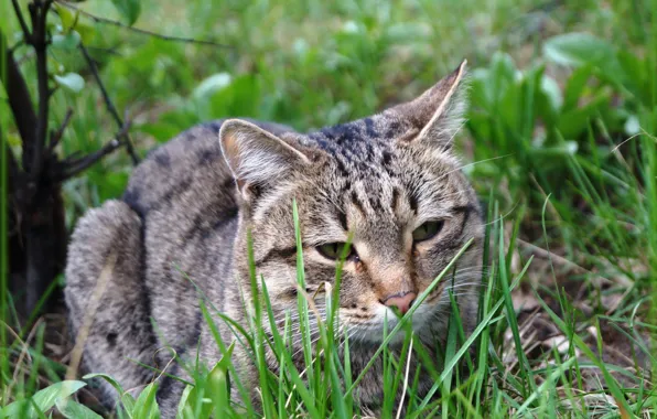 Картинка кошка, трава, кот, лежит, смотрит, зеленый фон