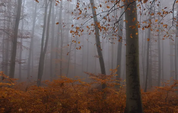 Картинка осень, лес, деревья, природа, туман, Niklas Hamisch