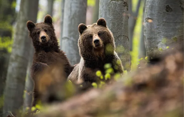 Лес, медведь, медведи, пара, медвежонок, бурый медведь, медведица
