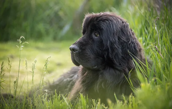 Summer, grass, nature, dog, background, spring, newfoundland