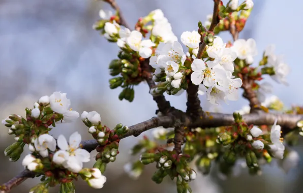 Картинка цветы, ветки, весна, белые, яблоня, цветение, в цвету