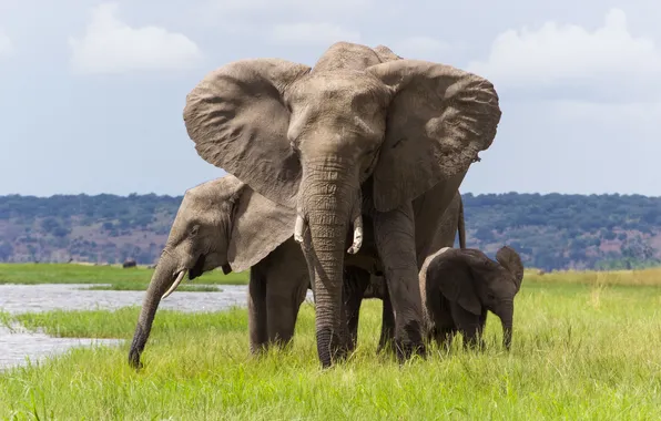 Природа, семья, слоны, бивни