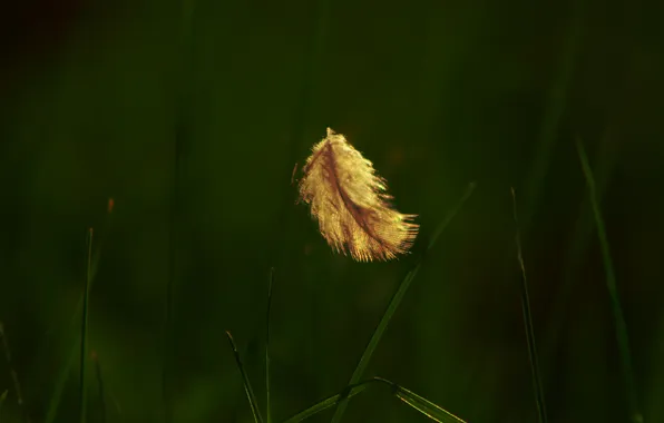 Dark, black, feather