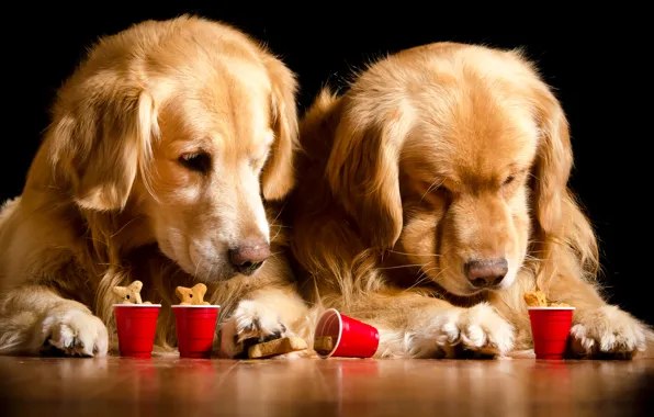 Собаки, стакан, двое, ретривер, Dogs, Retriever