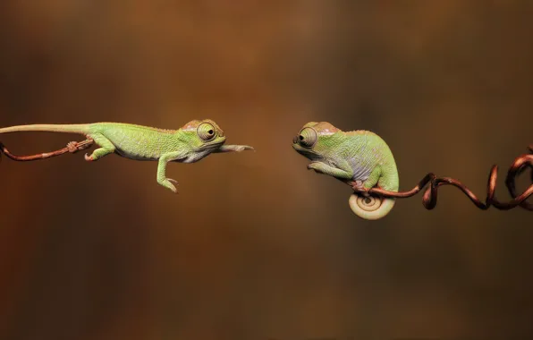 Ветки, 1920x1080, branches, chameleon, reptiles, рептилий, хамелеоны